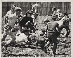 Greased pig chase on Farmers' Day at the Sonoma County Fair, Santa Rosa, California, July 25, 1965