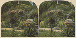 View of grounds of Paul de Longpre, artist, Hollywood, Cal.