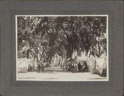 Encampment in a grove of trees
