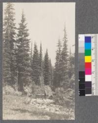 A little open meadow surrounded by Alpine Fir and Engelmann Spruce at 6500' elevation on Honeysuckle Creek, which flows into American Creek, Montana from the west at Camp 3; end of trail. Montana. 1920