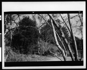 Trees and a path in Placerita Canyon, the site of gold discovery in 1842, ca.1900-1940
