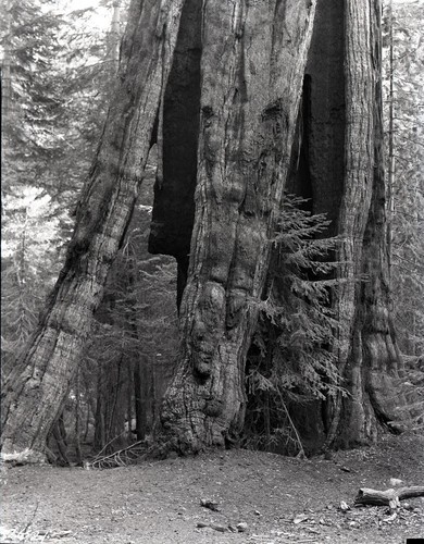Miscellaneous Named Giant Sequoias, Nursery Tree