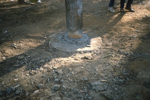 Trees: view of base of tree set into concrete foundation during installation in eucalyptus grove