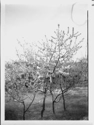 Various fruit trees in bloom at Burbank Gold Ridge Experiment Farm