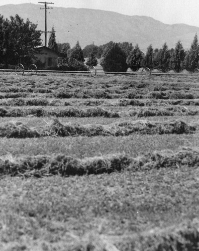 Field of alfalfa