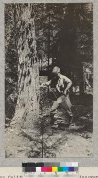 Camp Califorest. P. B. Hackley discovered a "spring" in a tree. He bored into a cottonwood near the cookhouse and opened a flow of sap--yielded about 20 quarts. E. Fritz, July 1929