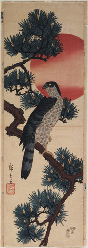 Hawk in pine with rising sun