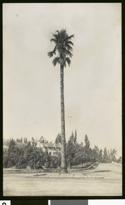 Palm, planted by Mrs. Rosenfeldt, in front of a Riverside residence, ca.1900