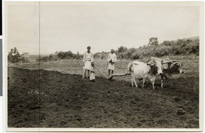 Oromo men plowing, Ethiopia