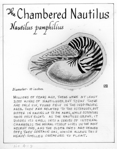 The chambered nautilus: Nautilus pompilius (illustration from "The Ocean World")