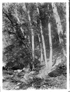 Forest on Mount Lowe, near Altadena, California, ca.1900