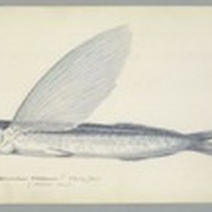 Exocetus Volitans, flying fish, natural size — Calisphere