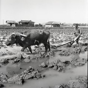 Tilling rice paddies with bull — Calisphere