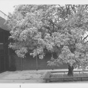 Views of the trees in the library garden area — Calisphere