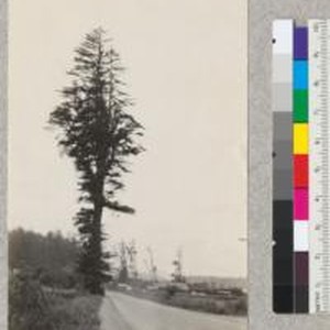 Redwood. An open grown tree on the Redwood Highway near Pepperwood Post ...