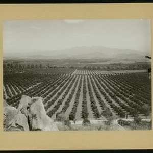 Orange groves in Riverside, ca.1890 — Calisphere