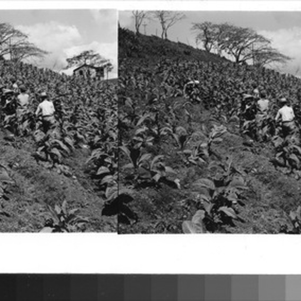 tobacco farm puerto rico Puerto Rico