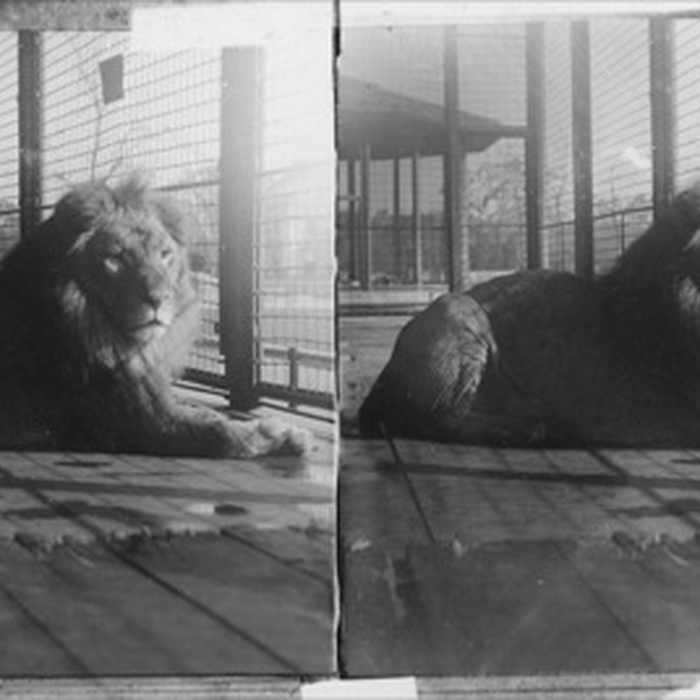 A Noble Barbary Lion, the King of Beasts, Bronx Park, N.Y.