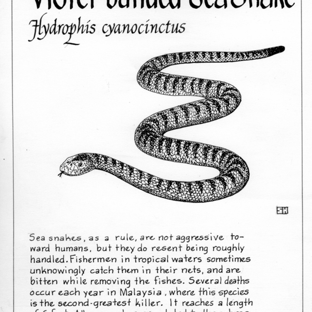 344 Banded Coral Snake Stock Photos - Free \u0026 Royalty-Free Stock Photos from  Dreamstime, image size:999x999