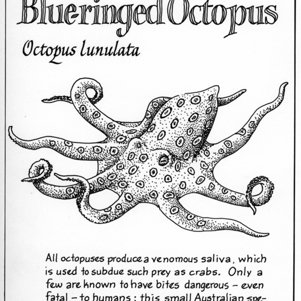 Octopus Diagram Drawing