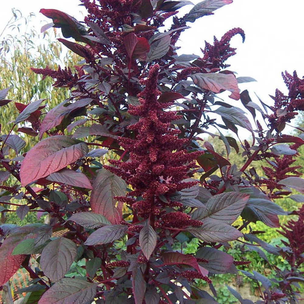 Close view of plant with dark red leaves and flowers  Calisphere