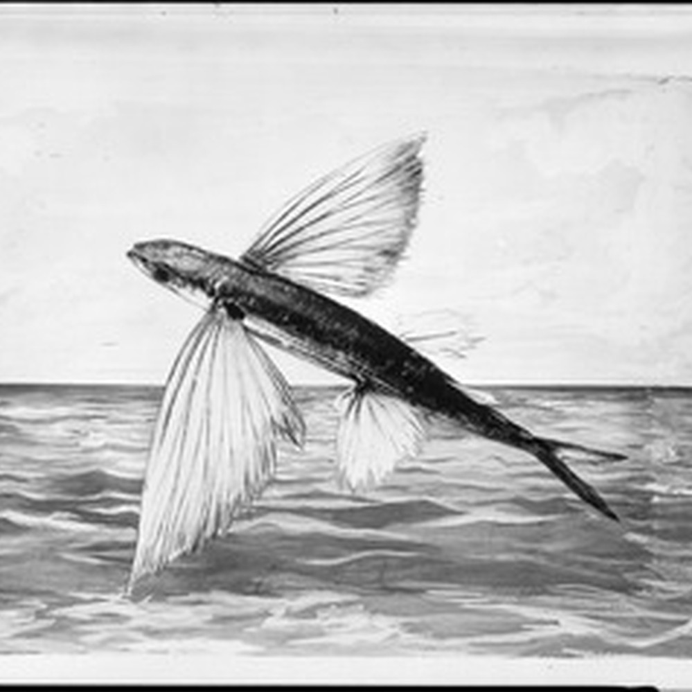 Drawing of a flying fish, ca.1910 — Calisphere, image size:999x999