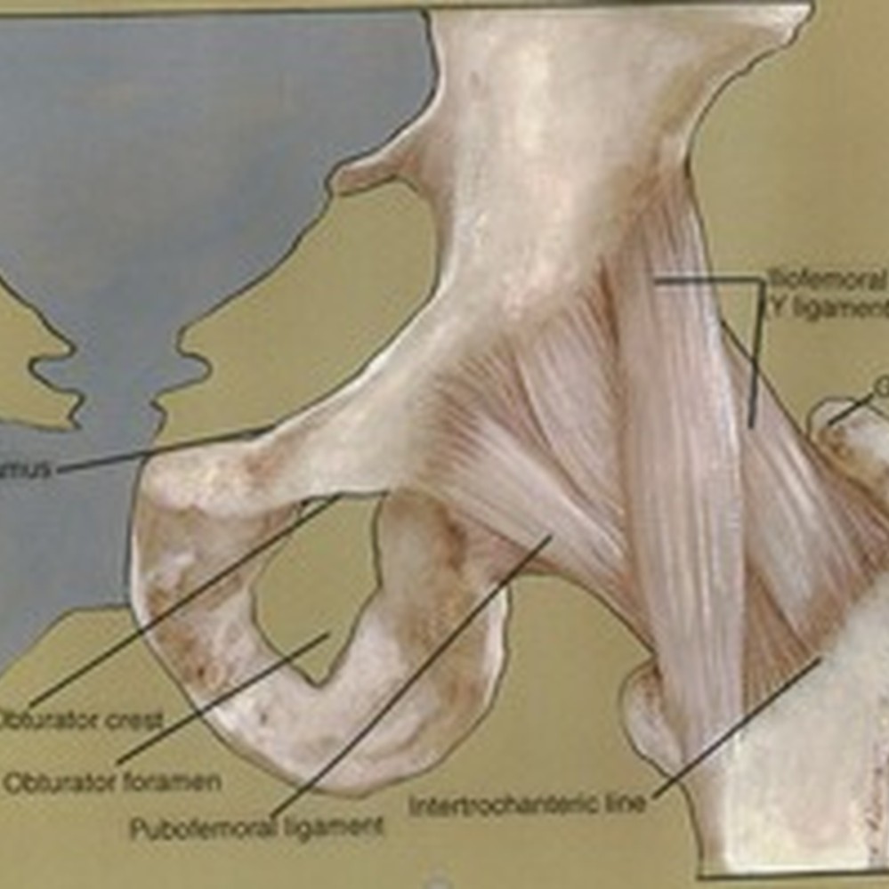 Capsular Ligaments of the Hip: Anatomic, Histologic, and Positional Study  in Cadaveric Specimens with MR ArthrographyRadiology, image size:999x999
