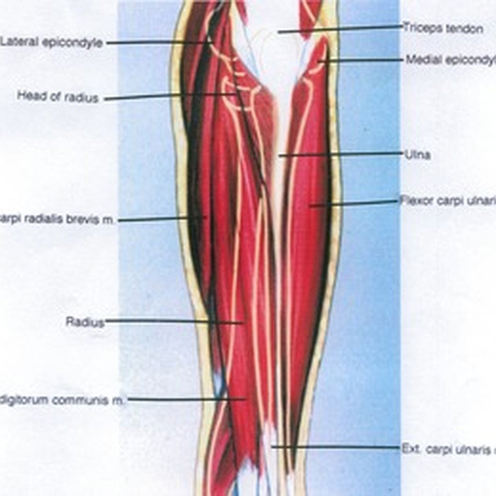 Posterior forearm | PPTX, image size:999x999