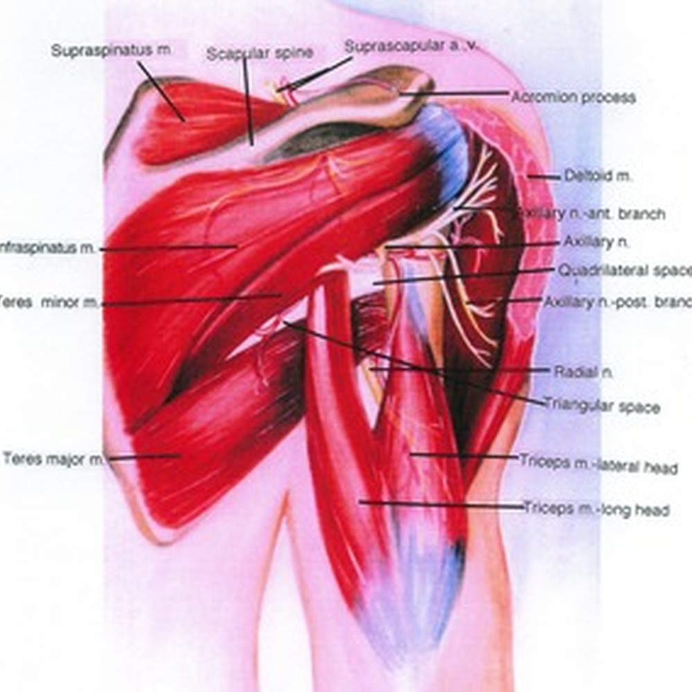 Skeleton of upper limb | Anatomy.app, image size:999x999