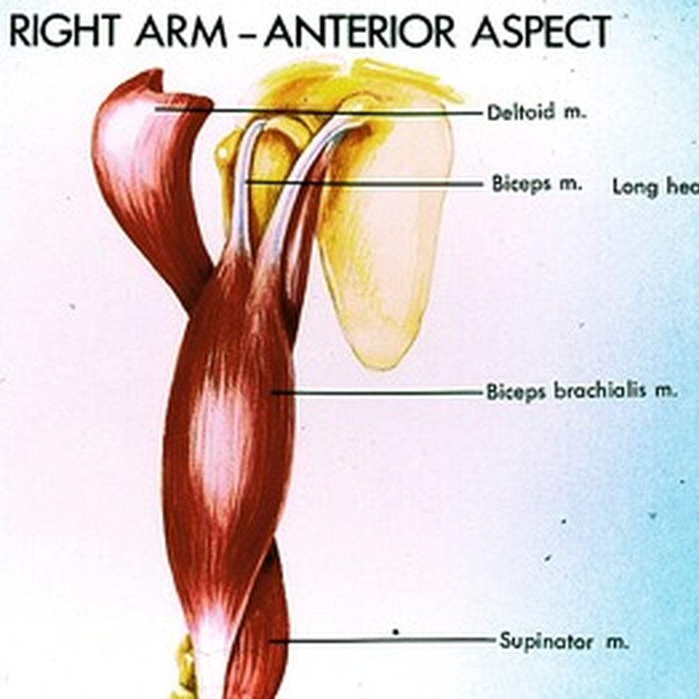 Illustration/drawing of muscles of right arm, anterior view — Calisphere, image size:999x999