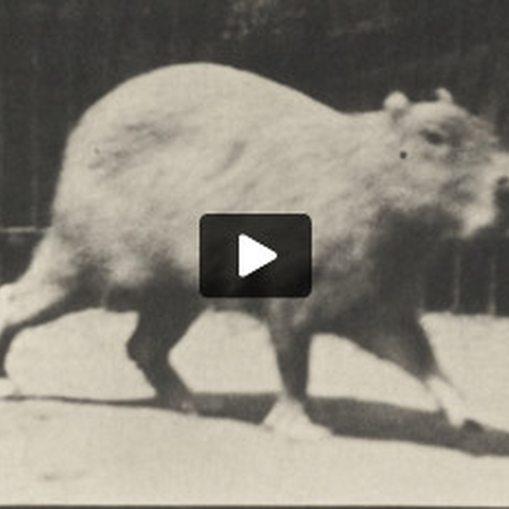 Capybara walking — Calisphere