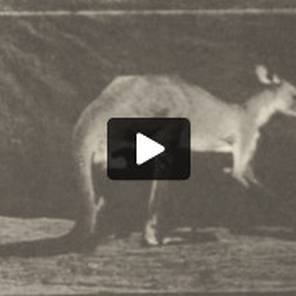 一時的　TIME IS ON KANGAROO JUNPER Kangaroo walking on all fours, changing to jumping — Calisphere