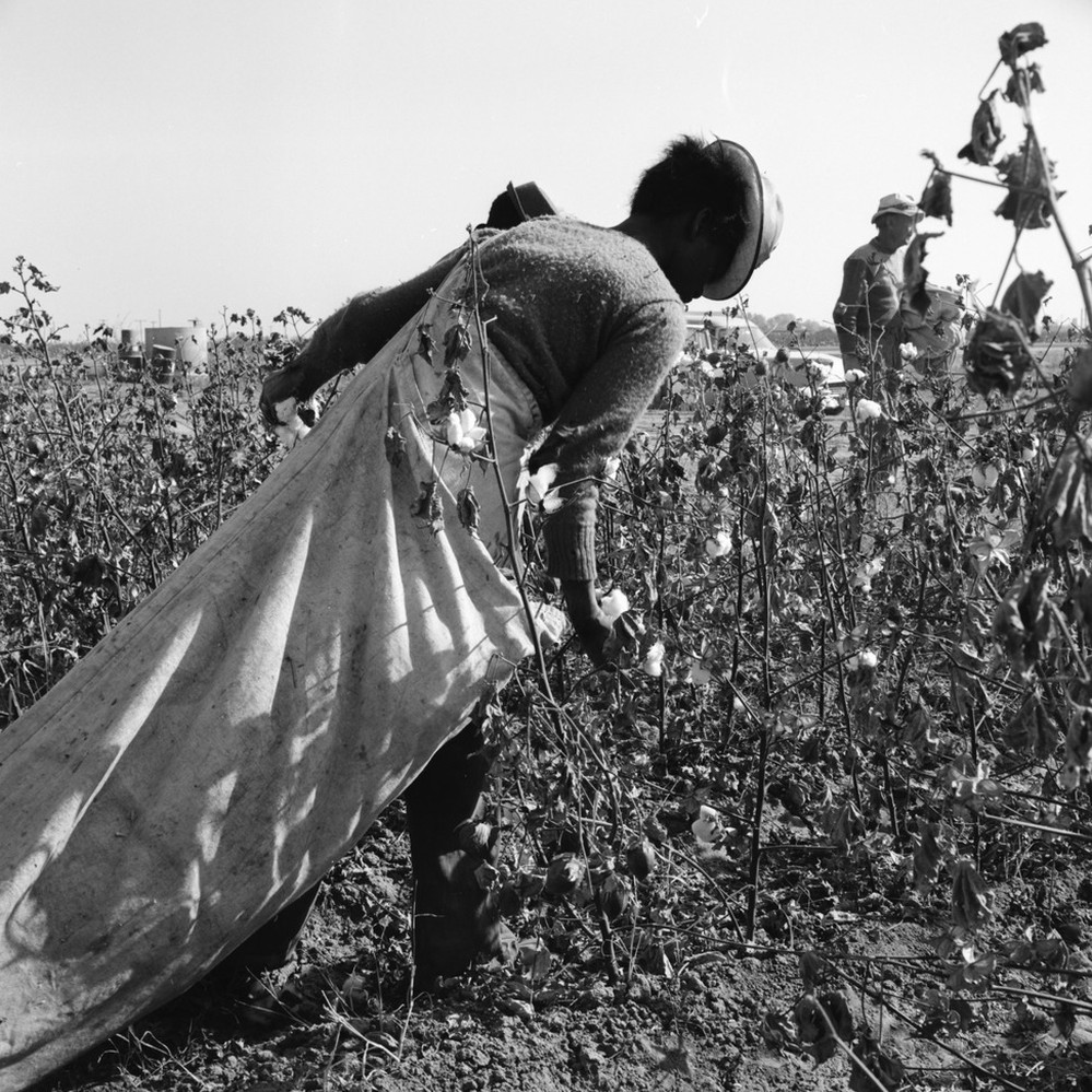 Picking cotton with picking bag over shoulder Calisphere