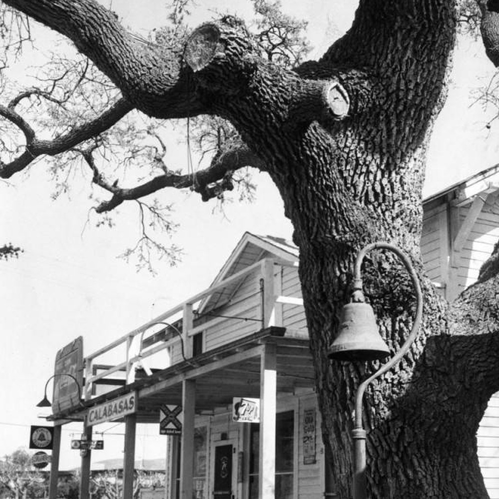 Famed hangman's tree — Calisphere