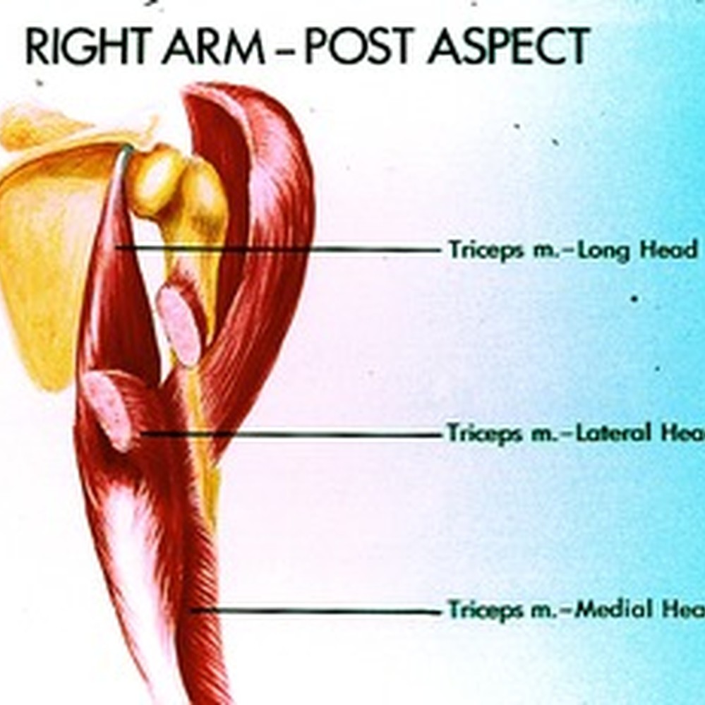 Illustration of dissected triceps muscle of right arm, posterior