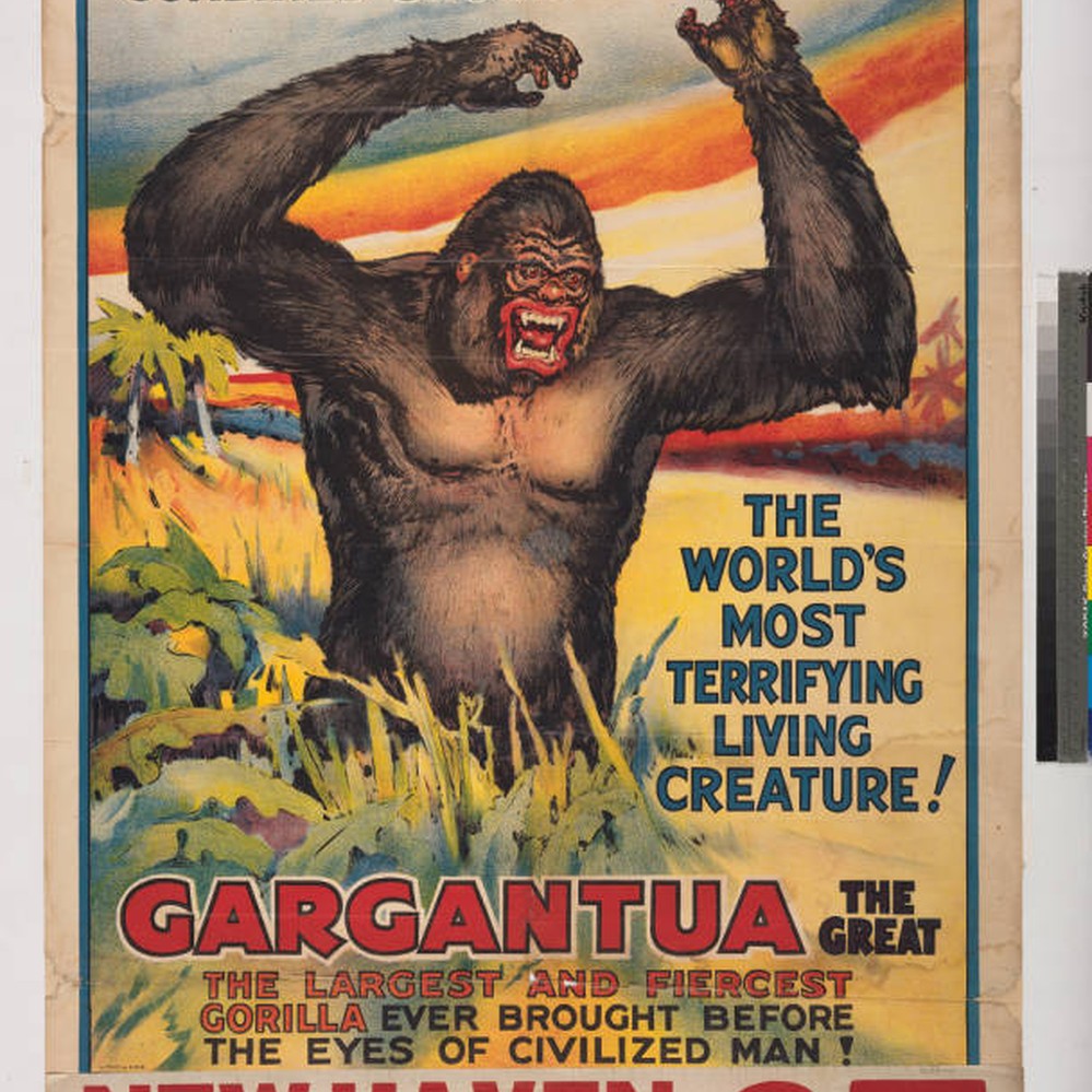 Ringling Bros and Barnum & Bailey Combined Shows : Gargantua the great the  largest and fiercest gorilla ever brought before the eyes of civilized man!  — Calisphere