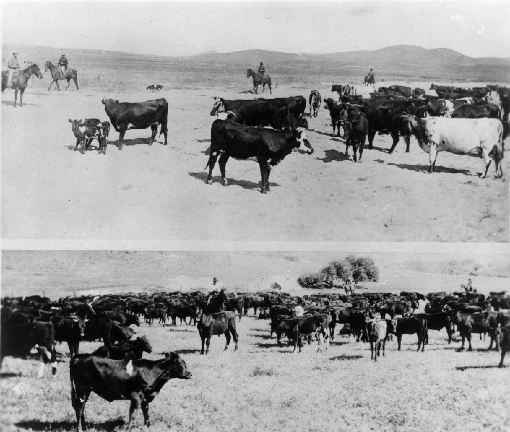 Cattle at Irvine Ranch, California: Photograph — Calisphere