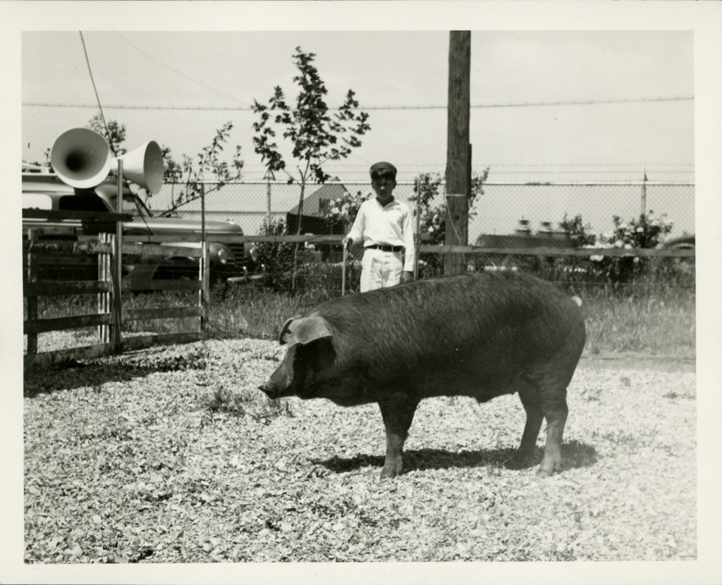 [4-H hog] — Calisphere