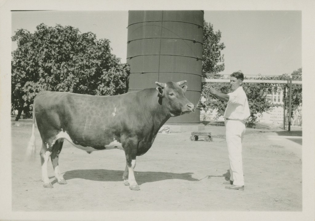 [Man with bull] — Calisphere