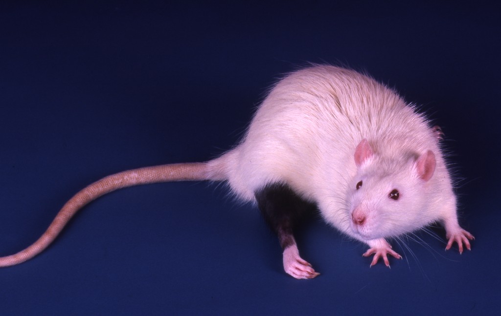 Labb Ratt Lab rat — Calisphere