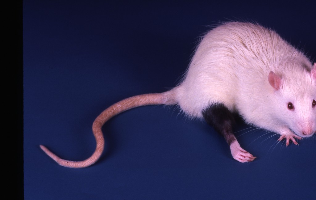 Liab Rats Lab rat — Calisphere