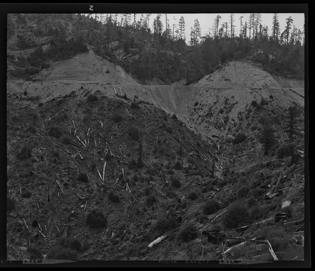 [Organic matter in forest ditch] — Calisphere