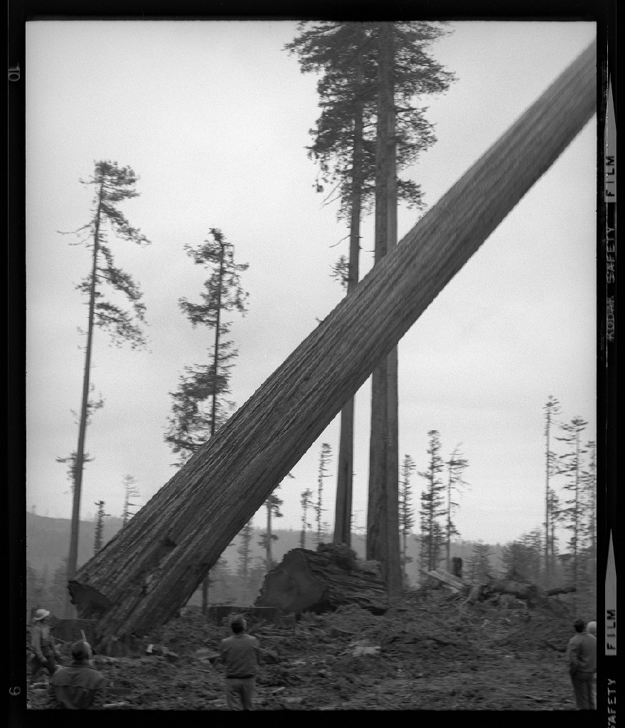 [Men observe falling tree] — Calisphere