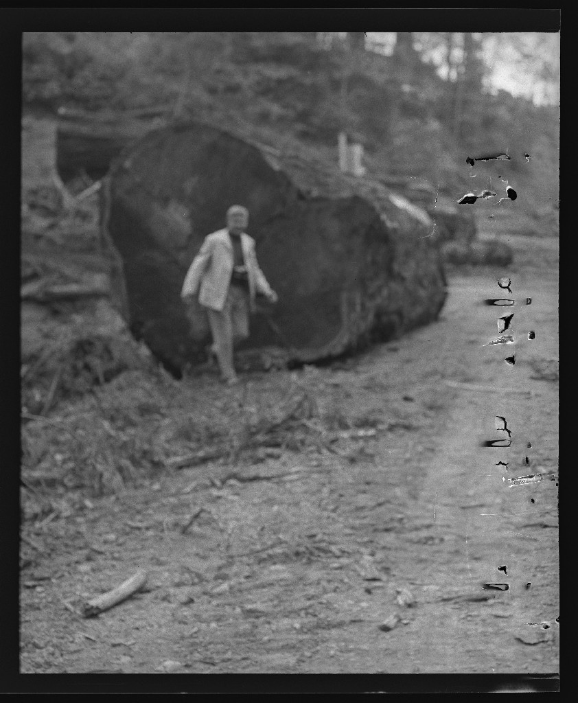 [Man in front of fallen tree trunk] — Calisphere