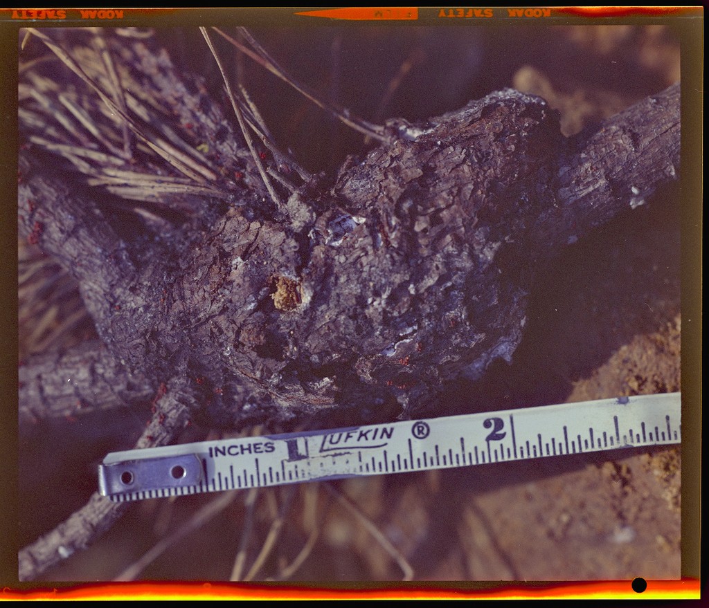 [Close-up view of tree branch measurement] — Calisphere