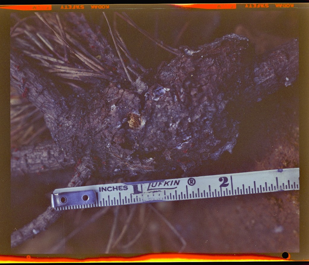 [Close-up view of tree branch measurement] — Calisphere