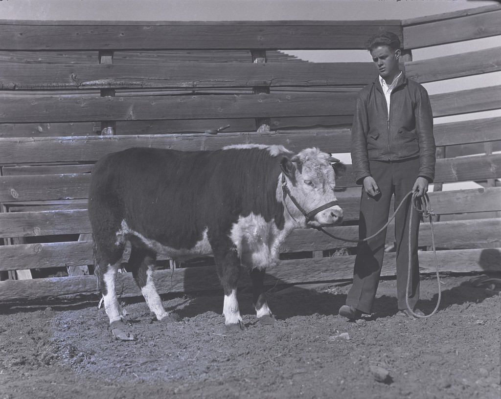[Man with bull] — Calisphere